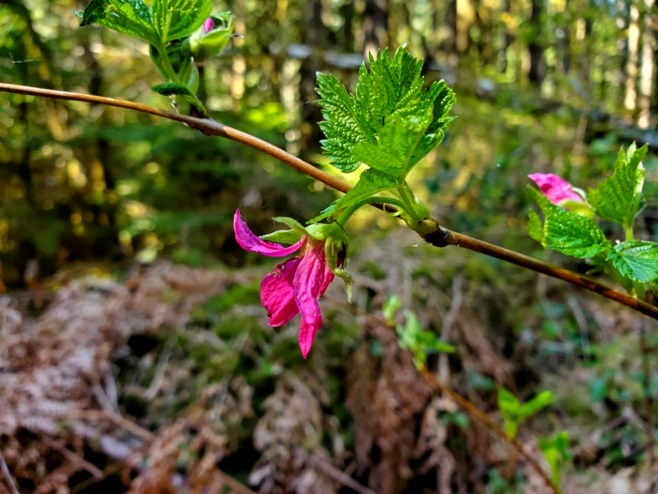 Salmonberry on the Mt. Baker-Snoqualmie National Forest. Photo by Anne Vassar April 20/21, 2021.