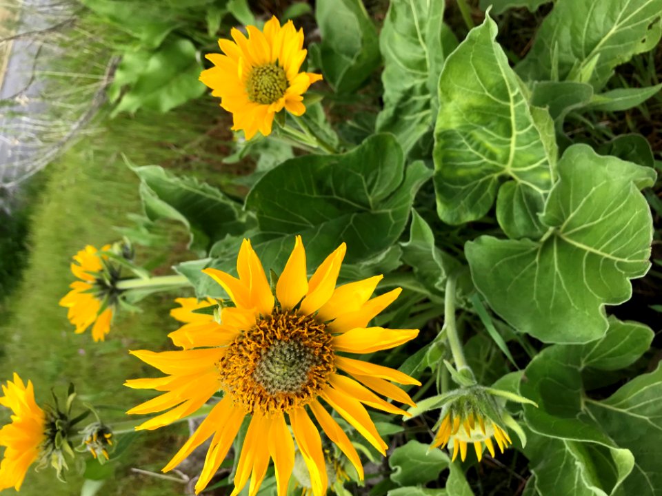Arrowleaf Balsamroot, Columbia River Gorge April 2018 by Alyssa Thornburg.