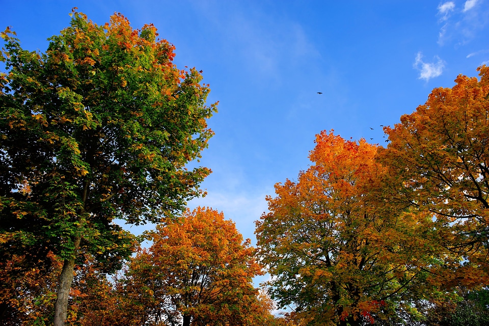 Leaves in the autumn sky tree in the fall
