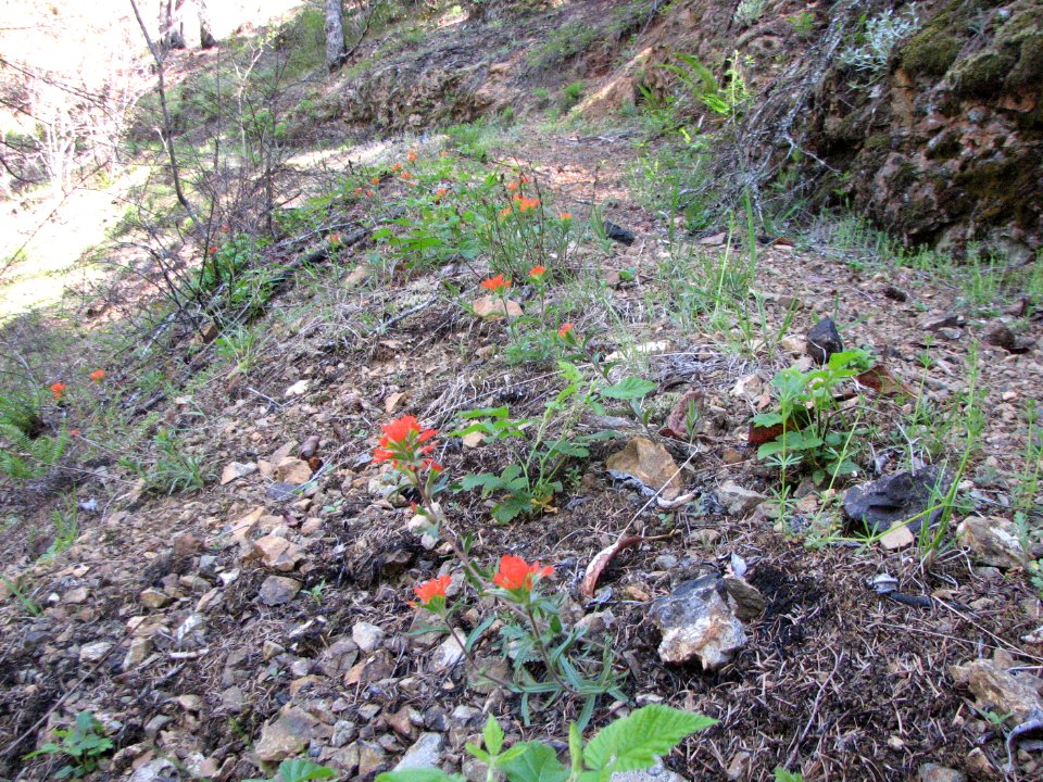 201905 FS Olympic Wildflowers are blooming in the burn area showing signs of life, by Betsy Howell