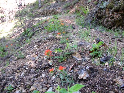 201905 FS Olympic Wildflowers are blooming in the burn area showing signs of life, by Betsy Howell