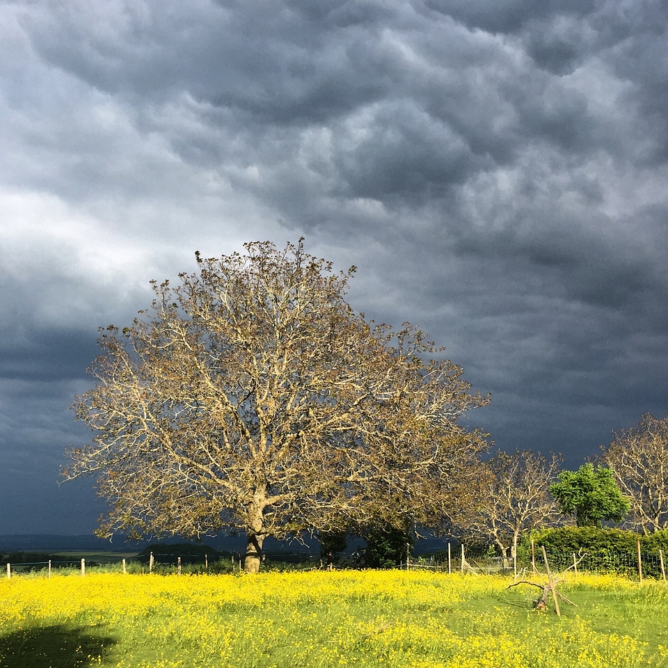 Tree sky walnut