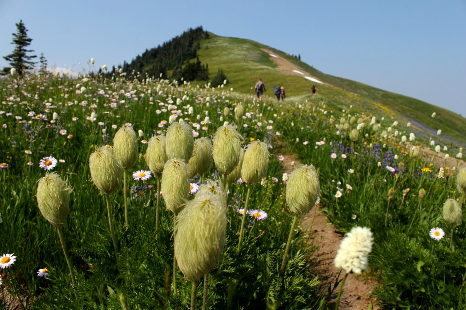 Wildflowers along the Tatoosh Lookout Trail (161A), Tatoosh Wilderness on the Gifford Pinchot National Forest