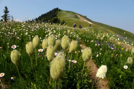 Wildflowers along the Tatoosh Lookout Trail (161A), Tatoosh Wilderness on the Gifford Pinchot National Forest