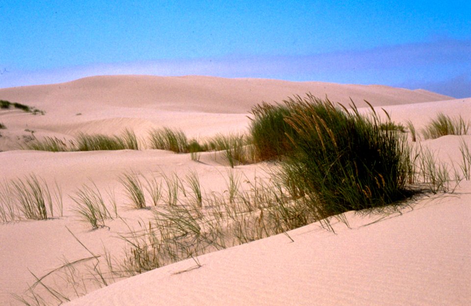 Oregon Dunes National Recreation Area, Siuslaw National Forest