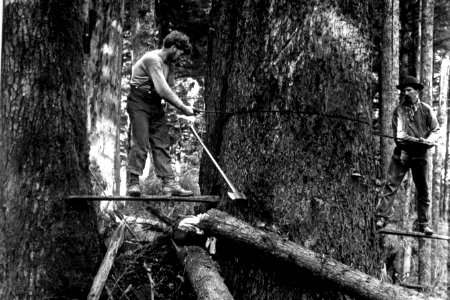 249 Loggers on springboards cut down large tree