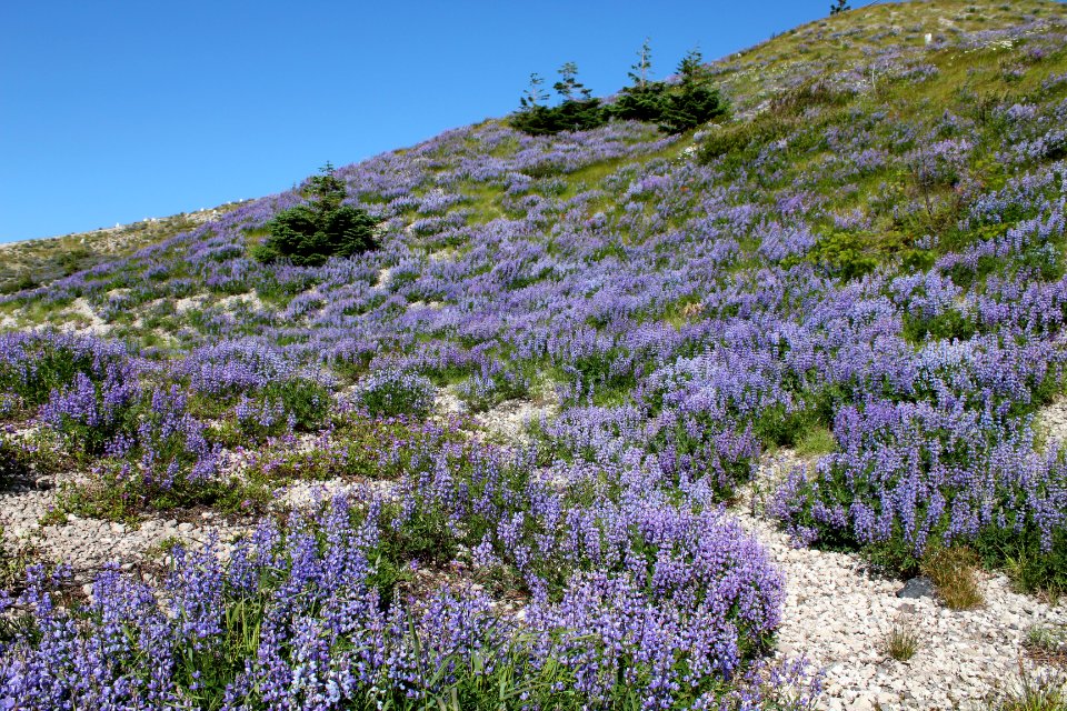 Lupine in bloom near the Plains of Abraham, Mount St Helens NVM on the Gifford Pinchot National Forest