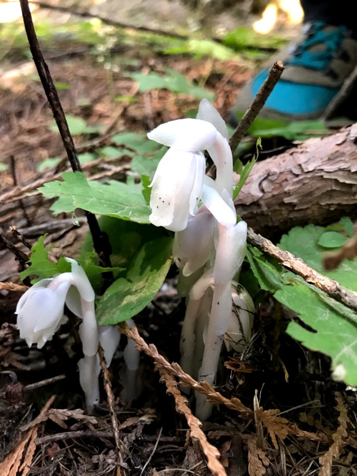 Monotropa uniflora