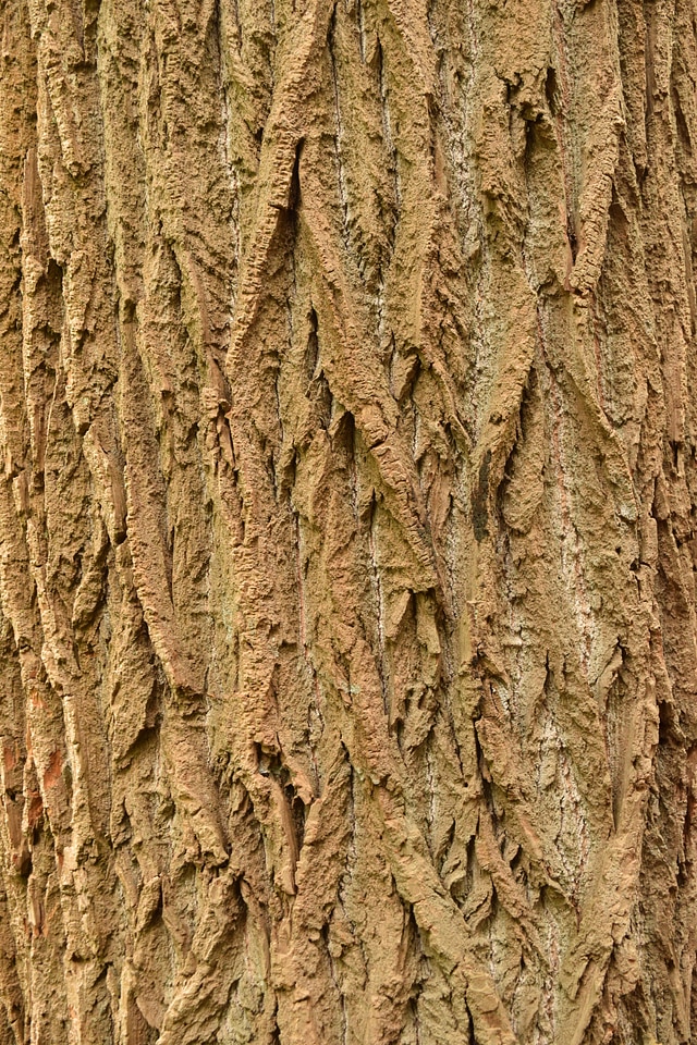 Nature log wood