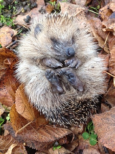 Hedgehog animal garden