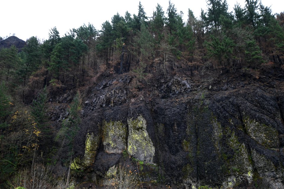 Hazard tree removal