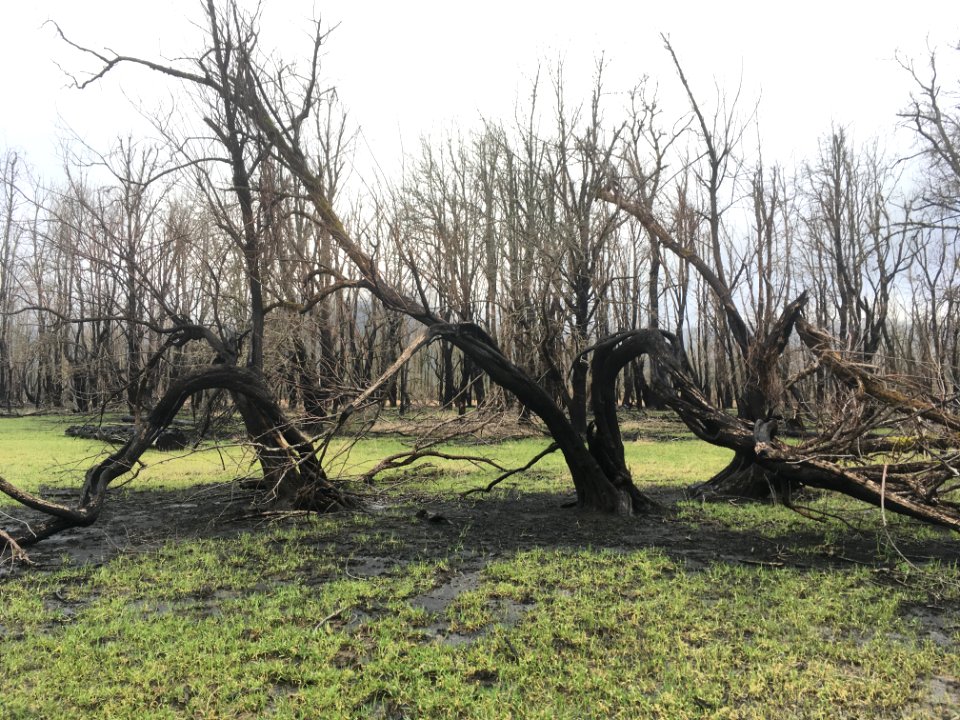 Horsetail Wetland Restoration site, Winter 2018