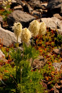 DES MTJ Pasqueflower