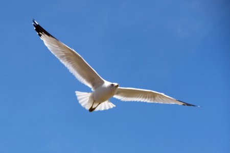 Majestic Seagull