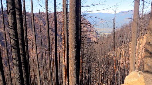 Tanner Creek Watershed area was one of the areas that burned the hottest in the 2017 Eagle Creek Fire.