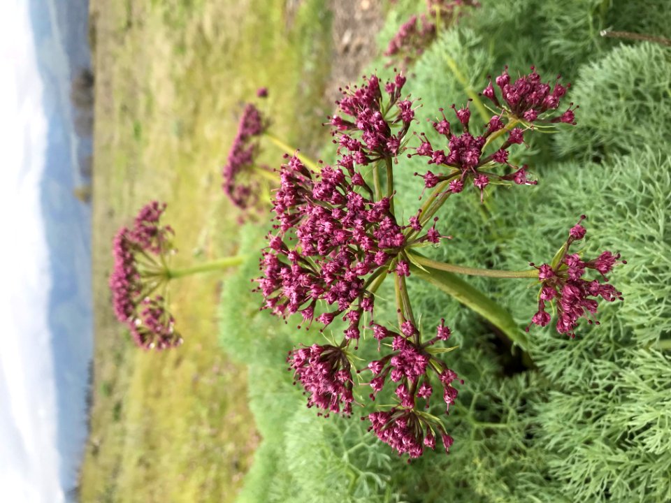 Columbia Desert Parsley (Lomatium columbianum) by Alyssa Thornburg.