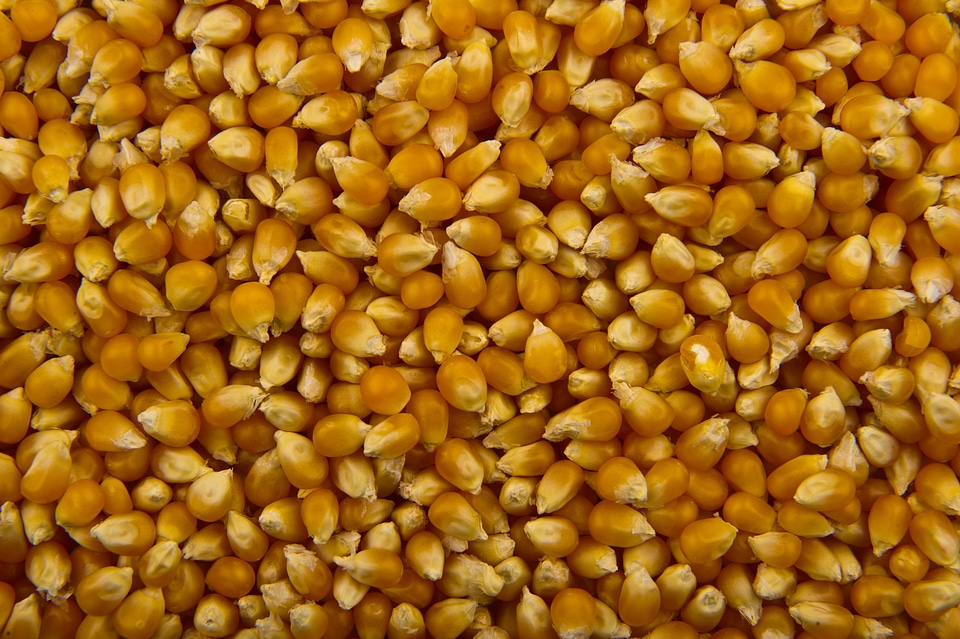 Orange natural eating