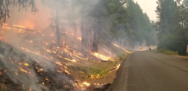 Flames climb up the hill burning underbrush and saplings leaving mature trees unharmed on the Canyon 66 Prescribed fire