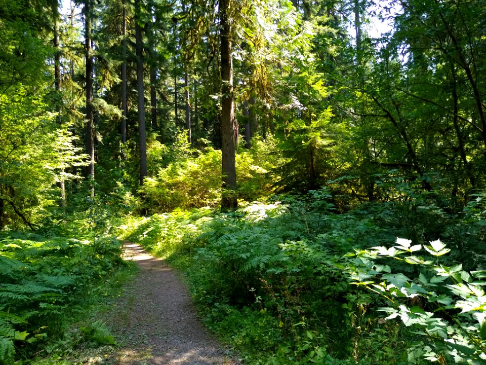 Old Sauk Trail, Mt. Baker-Snoqualmie National Forest. Photo by Anne Vassar July 30, 2020.