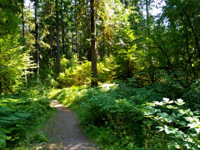 Old Sauk Trail, Mt. Baker-Snoqualmie National Forest. Photo by Anne Vassar July 30, 2020. photo