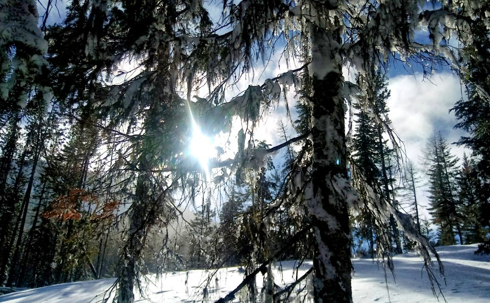 2019-Feb-deLeon-ColvilleNF-Kettle-Crest-showshoe-sun photo