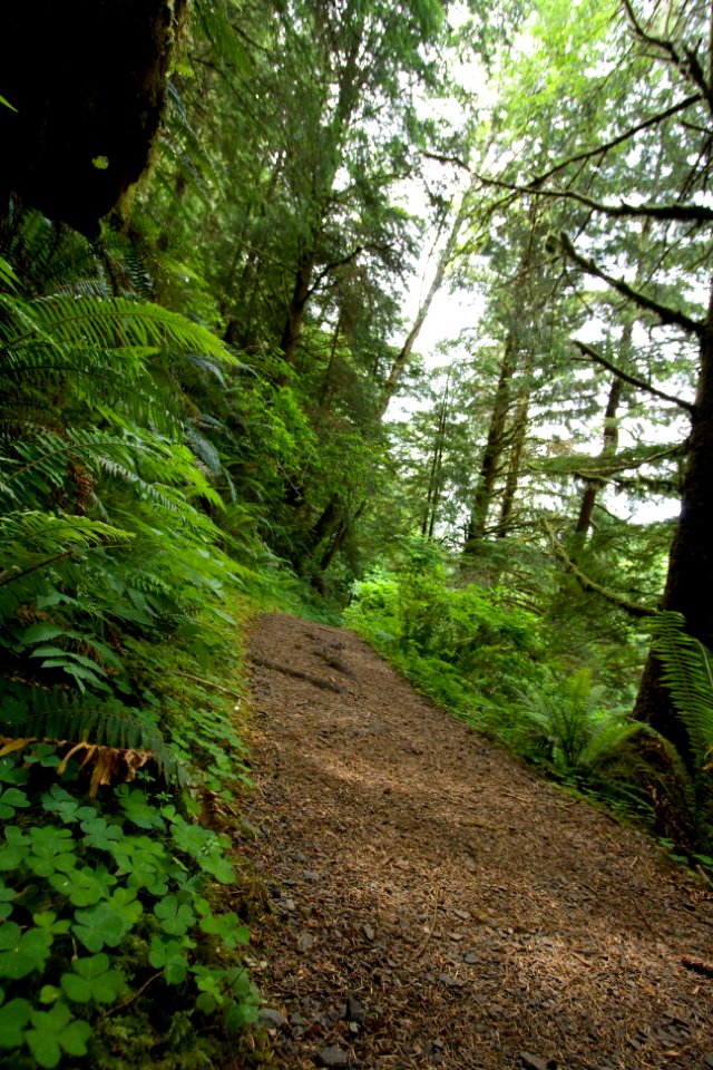 Giant Spruce Trail, Cape Perpetua, Siuslaw National Forest