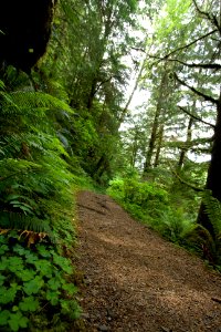 Giant Spruce Trail, Cape Perpetua, Siuslaw National Forest photo