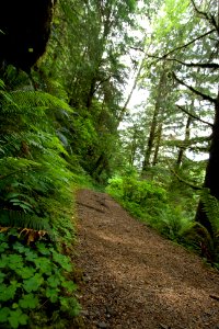 Giant Spruce Trail, Cape Perpetua, Siuslaw National Forest