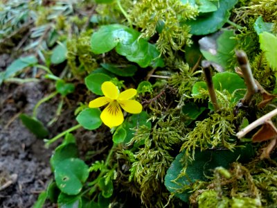 Stream violets on the Mt. Baker-Snoqualmie National Forest. Photo by Anne Vassar April 20/21, 2021.
