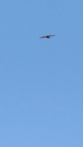 IMG 6927