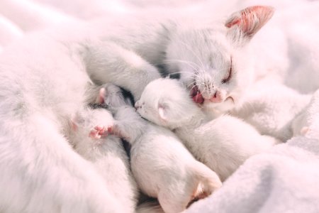 Mother cat caressing her kittens photo