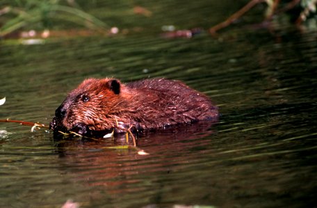 Beaver, wildlife.jpg