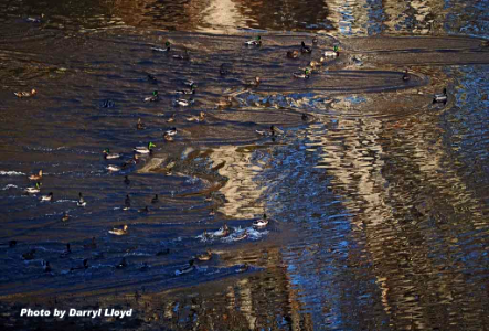 Ducks (mostly mallards) on the Klickitat River, near its confluence with the Columbia River. Photo by Darryl Lloyd.