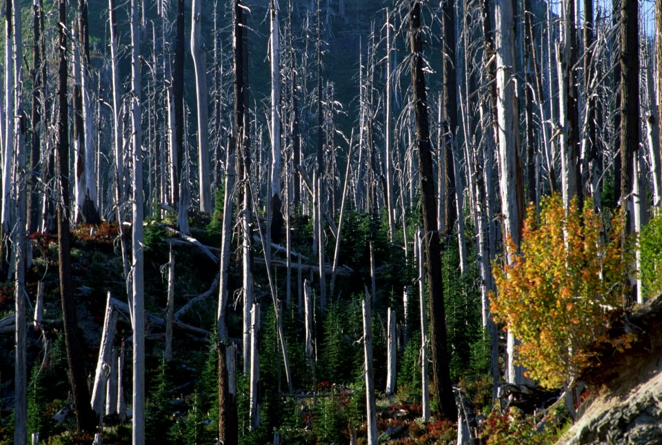 Gifford Pinchot National Forest, Mt St Helens NVM-7.jpg