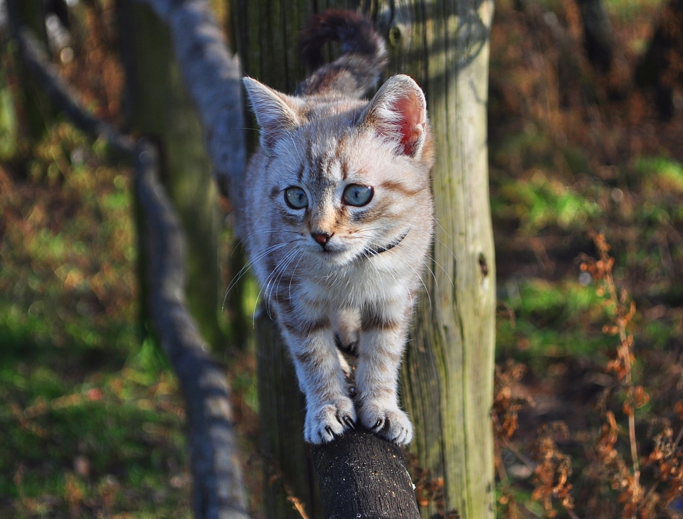 Animal cute kitten