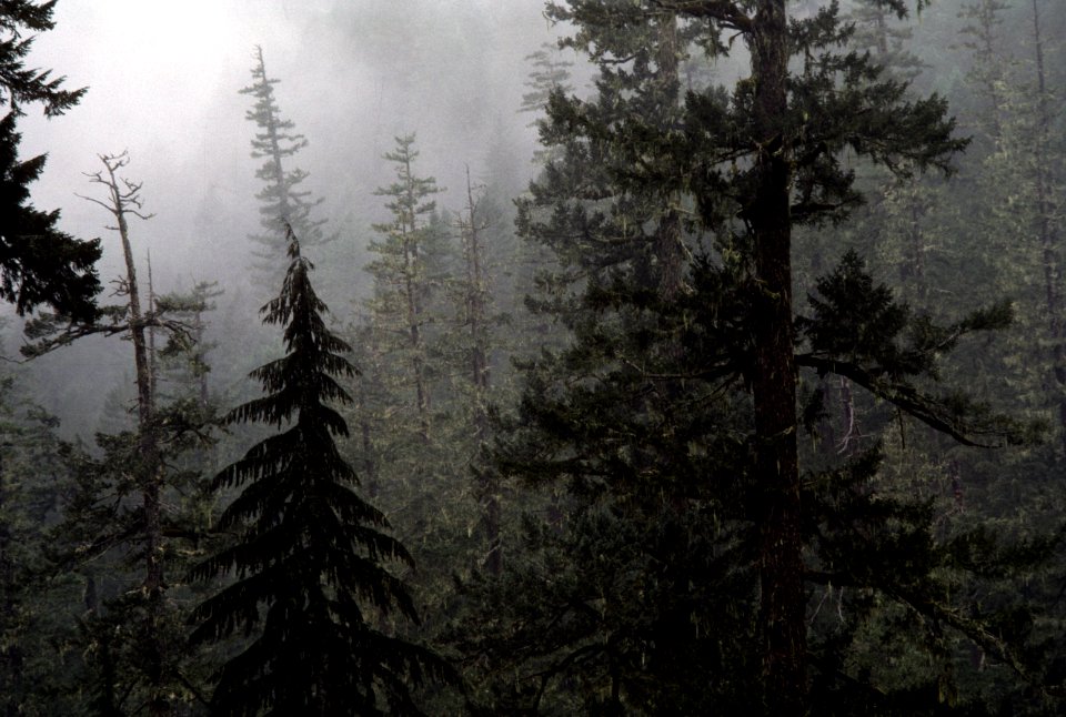 Fog shrouded old growth fir forest, Okanogan Wenatchee National Forest.jpg