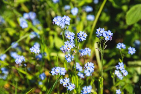 Forget-me-nots photo