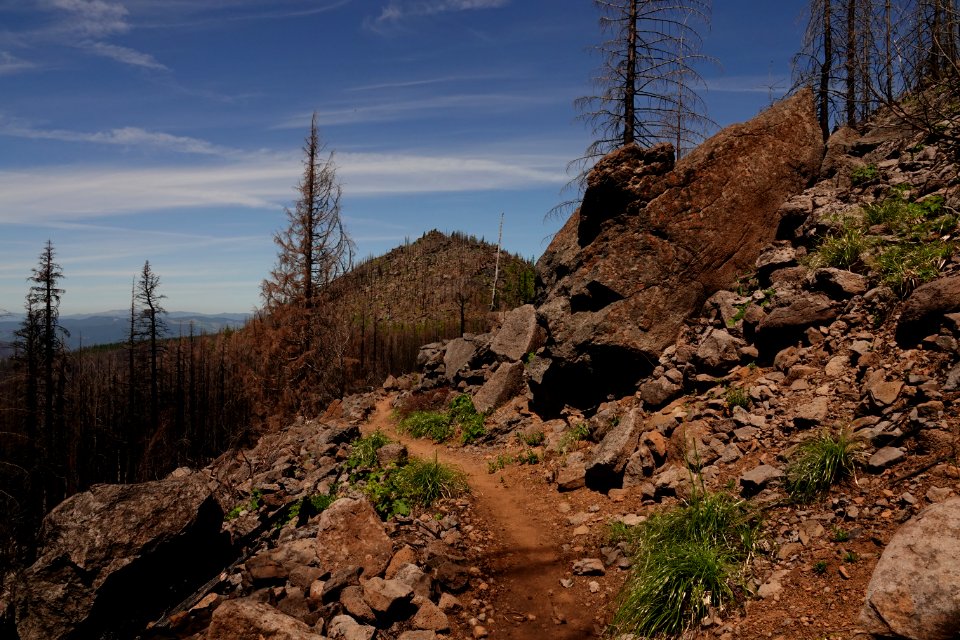 View along Pacific Crest Trail in July 2018 in the Columbia River Gorge, photo courtesy of through-hiker Eva-Maria Mauz.