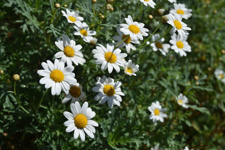 White plant camomile