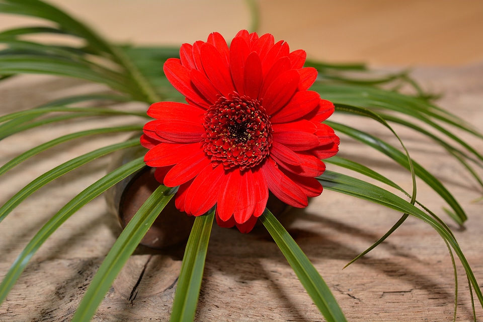 Bloom grass red