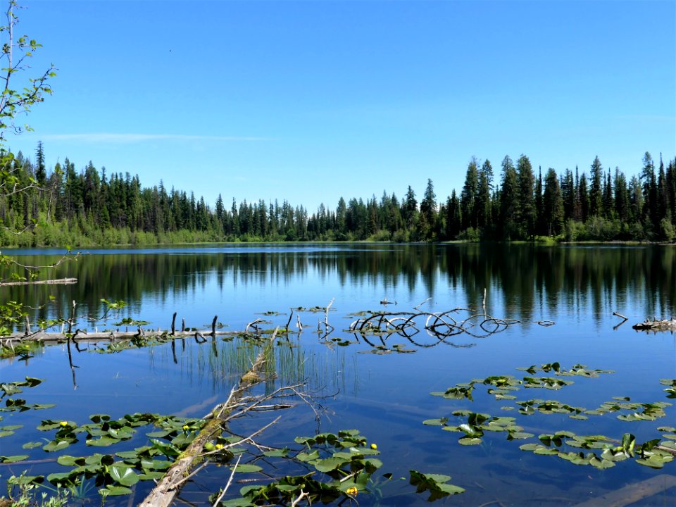 Colville NF Davis Lake Tral June 2020 by Sharleen Puckett 20