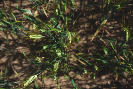 Vertical shot of triticale photo