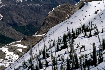 Gifford Pinchot National Forest, Mt St Helens NVM-3.jpg photo