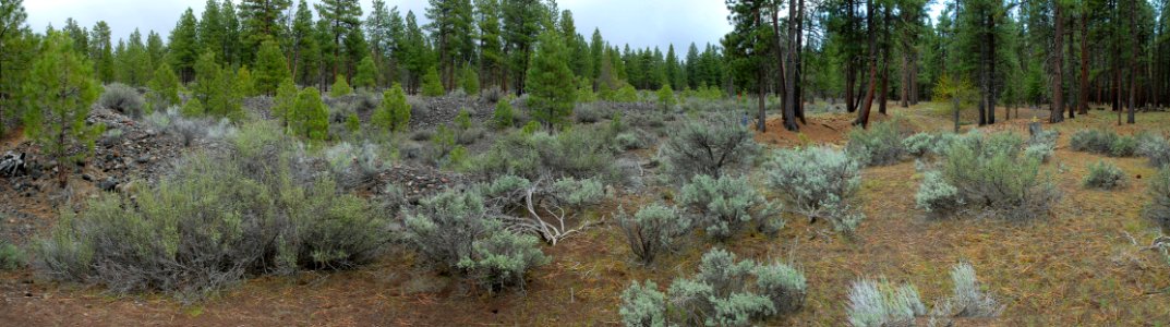 Deschutes National Forest, Whychus Creek restoration panorama before 7ABC.jpg photo