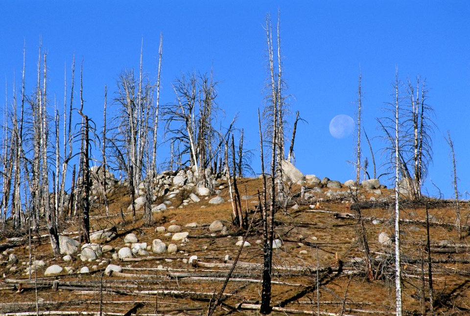 Wallowa Whitman National Forest, Anthony Lakes.jpg