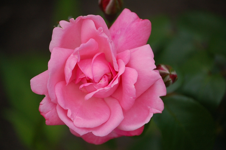 Romance macro plant