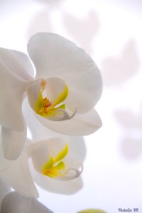 Dilo con flores