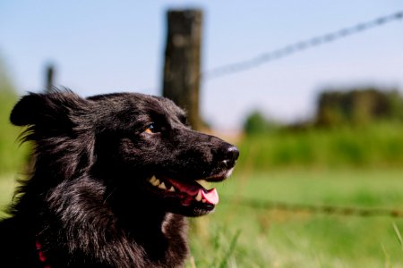 Profile of a dog photo