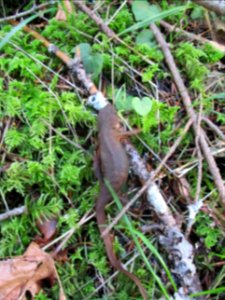 This Rough Skinned Newt was spotted along Gorton Creek Trail during a work party in March 2018. photo