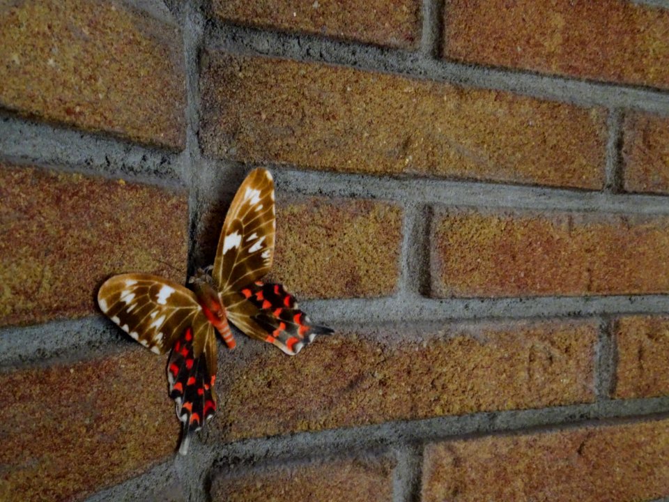 Butterfly on brick wall